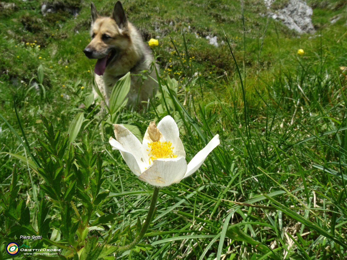 43 Pulsatilla alpina.JPG